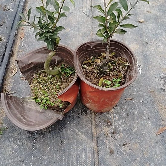 将军金弹子盆景将军金弹子盆景