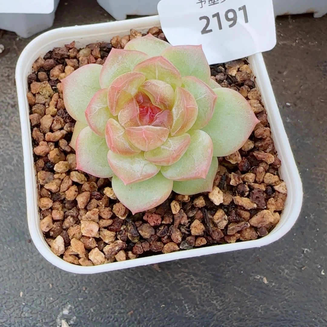 甜心,2191多肉植物