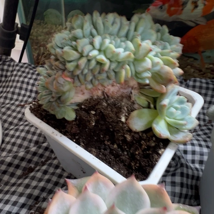 星影缀多肉植物多头