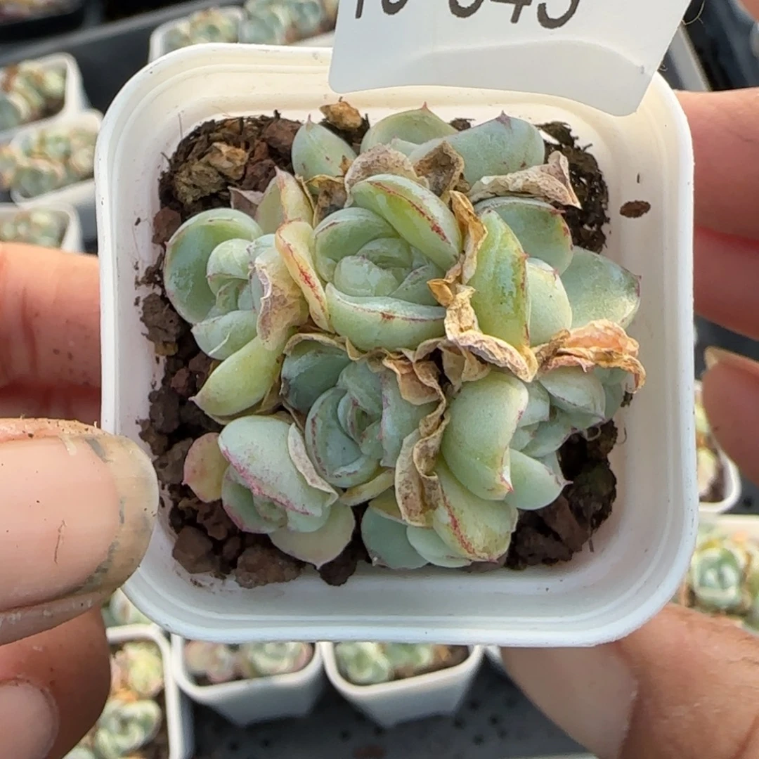多肉小卡拉米糖心一物一拍