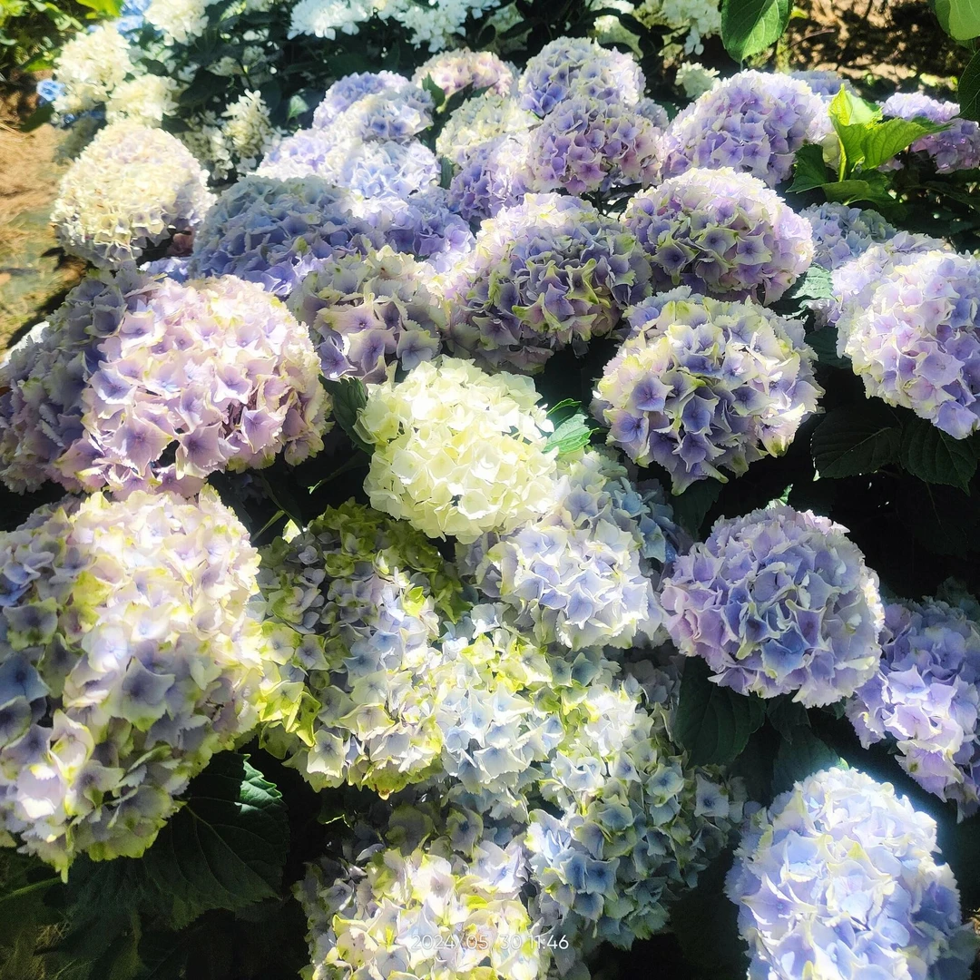 稀有魔幻海洋绣球花 2 加仑 5 年苗
