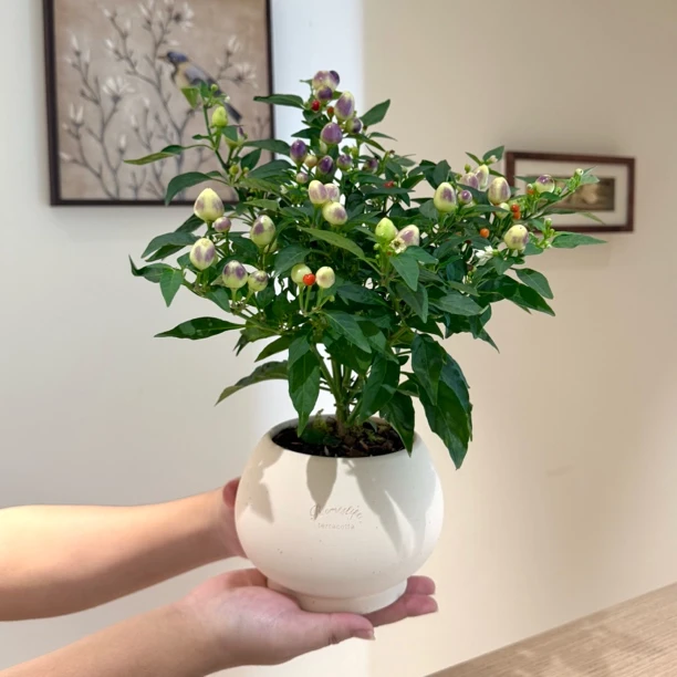 带果七彩青果椒盆栽盆景室内客厅办公室桌面观果花卉绿植好养