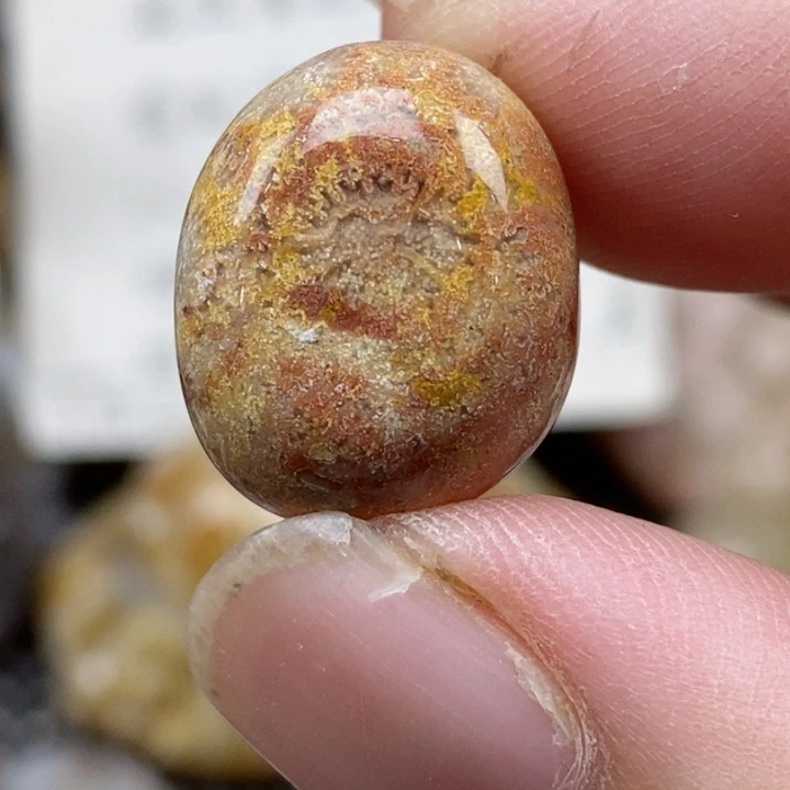 硅化珊瑚（珊瑚玉）未镶嵌颈饰通孔 小