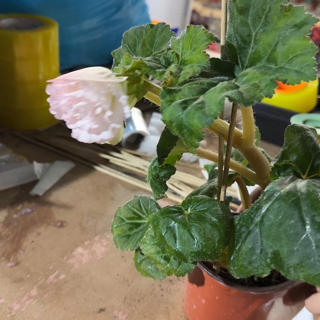 花***38883，贵妃粉，掉花折叶正常