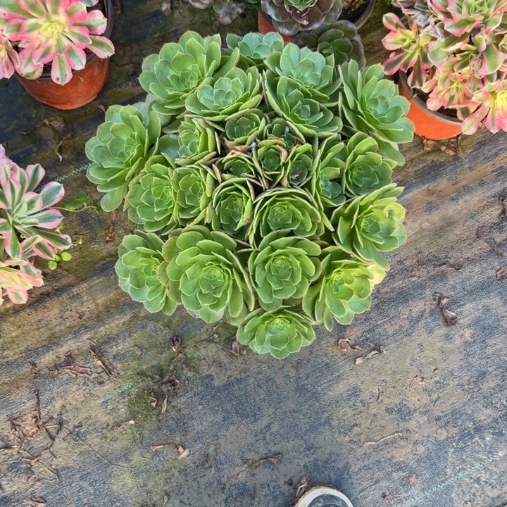 不包侧枝一物一拍33