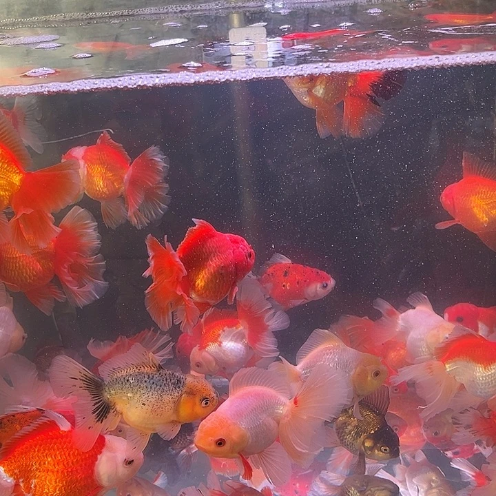 海水鱼福利多多五条包邮