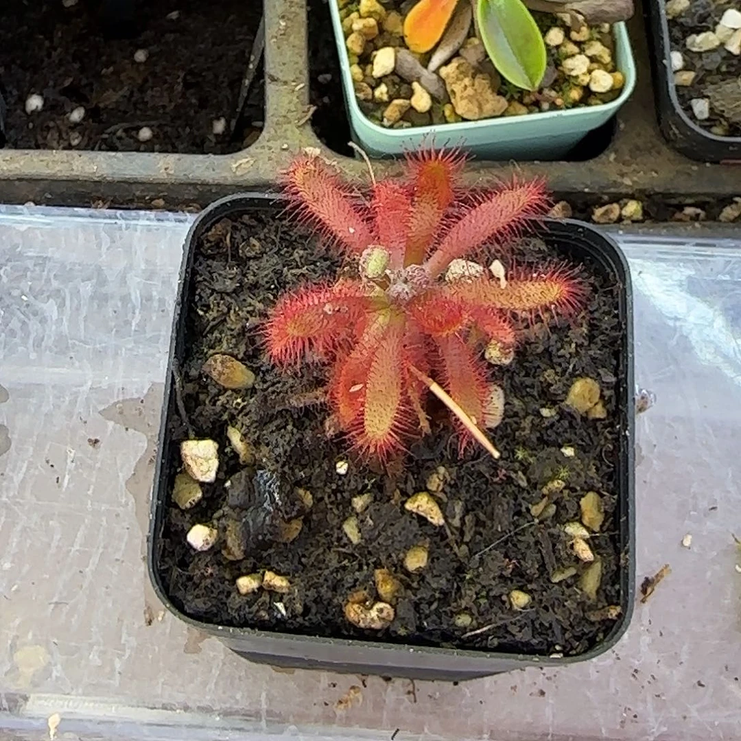 无花朵奇美拉茅膏菜
