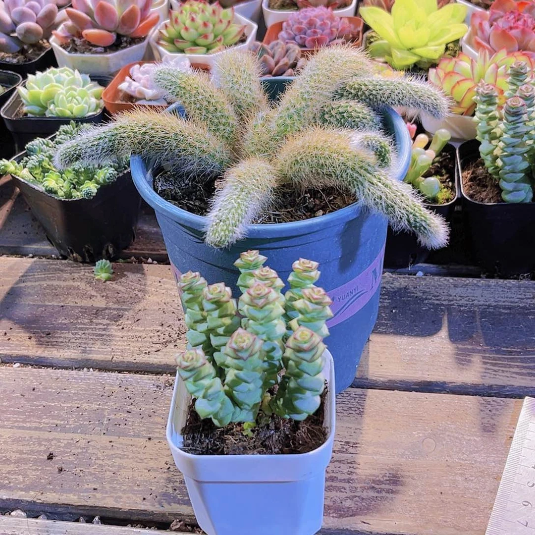 九尾狐。钱多11111111