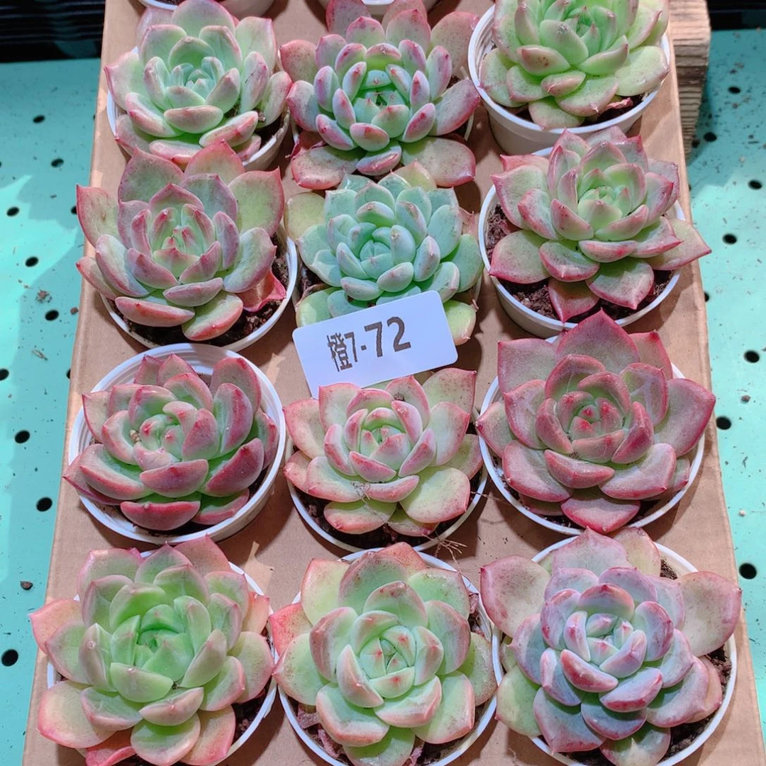 7-72一物一拍多肉带盆18颗