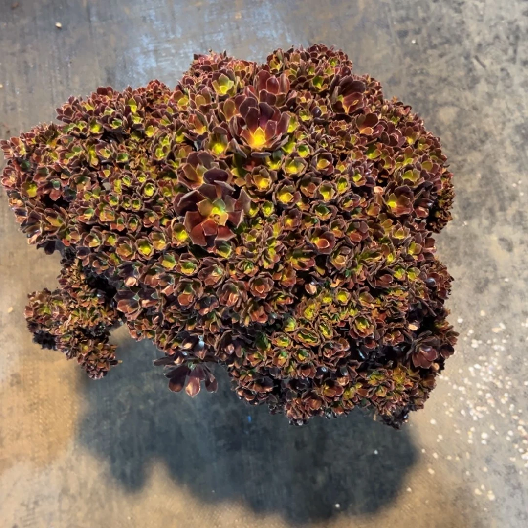 欧子全朵朵老桩厚板