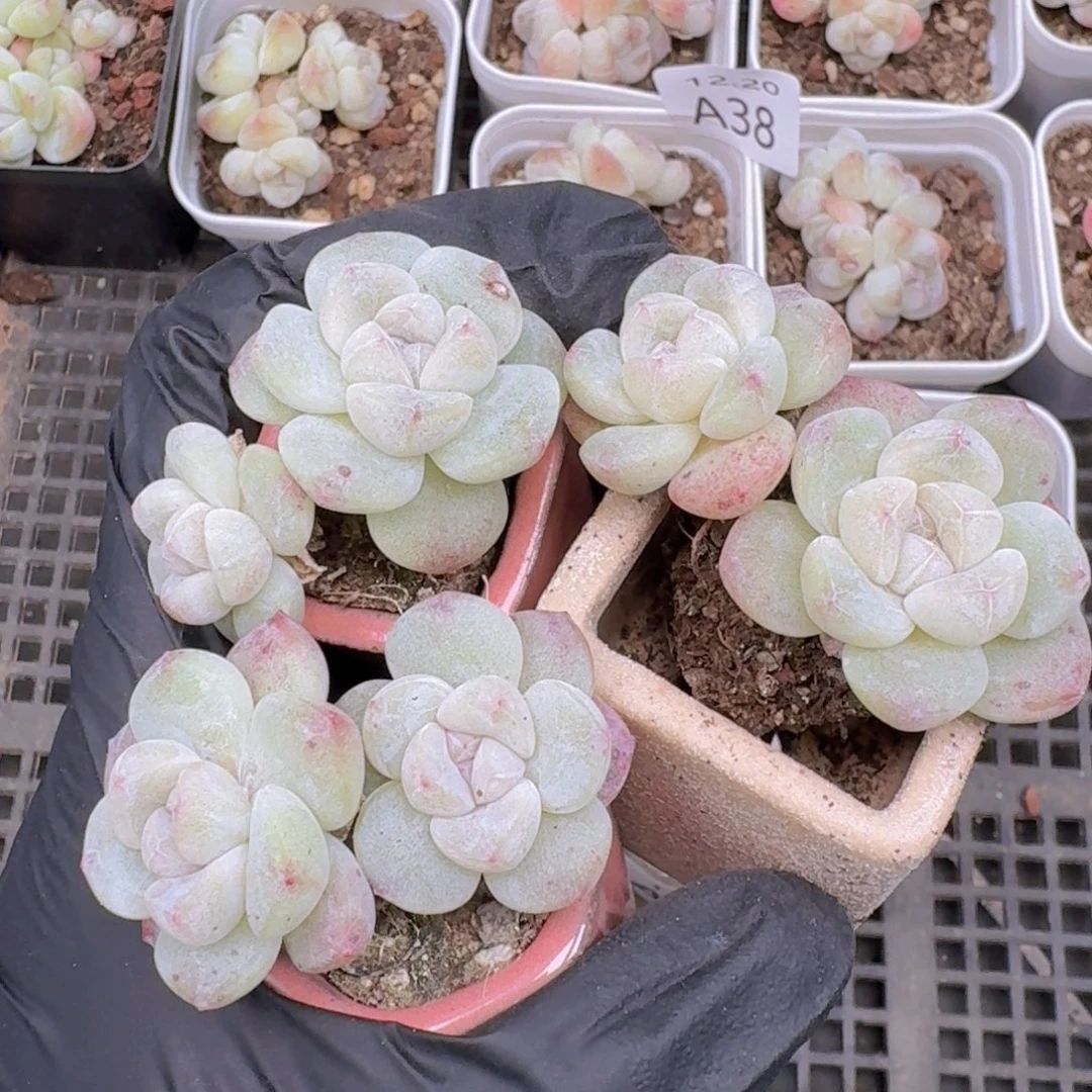 冰玉双头带桩子3颗一组