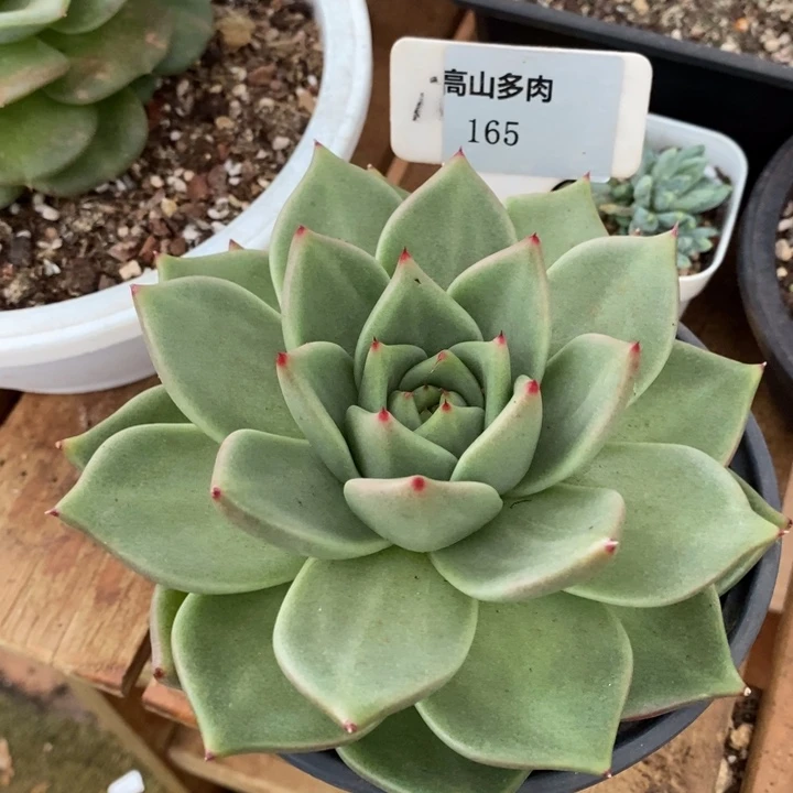 D165- 直播福利东云