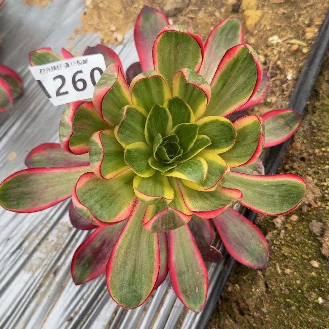 260烈焰。多肉植物