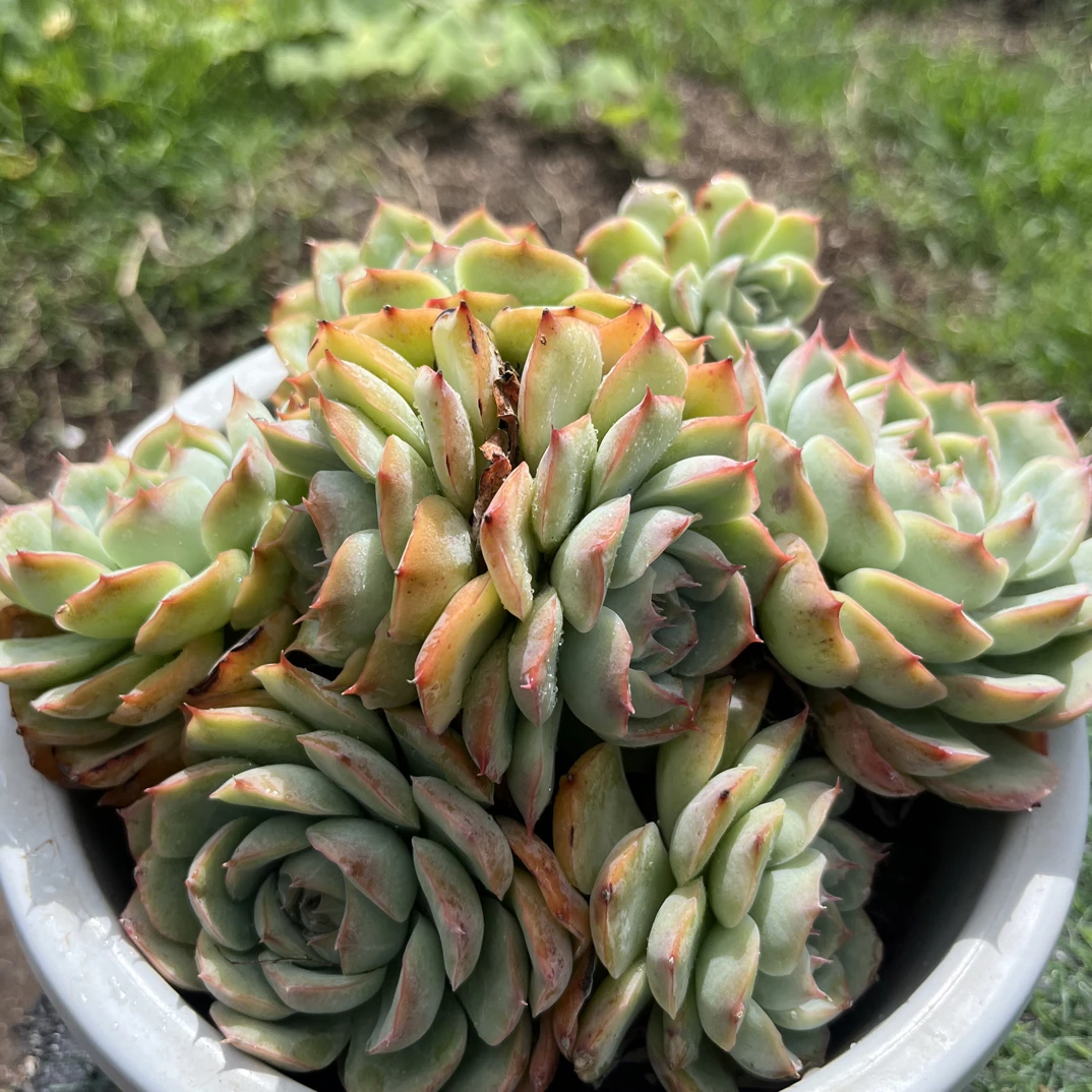 侧影群 多肉植物组合包邮适合新公室桌面装饰