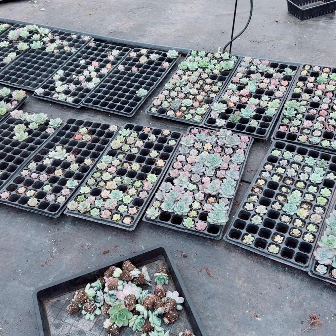 生病附近珍妮十棵量拍