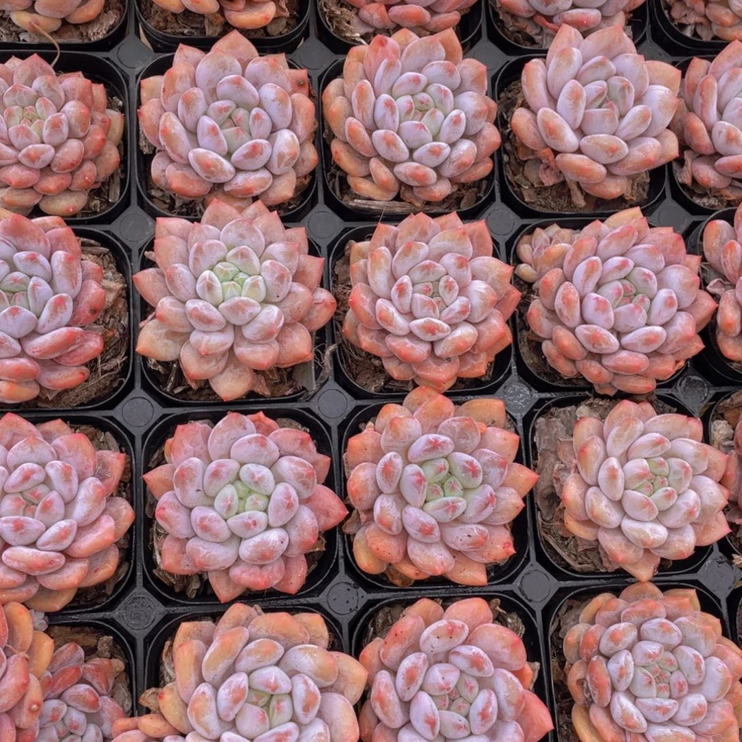 803号 肥胖粉透半夏单头一个