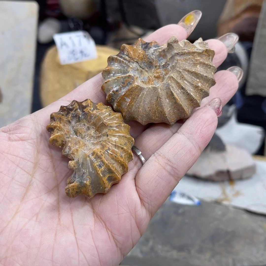 辽西古生物研究学会