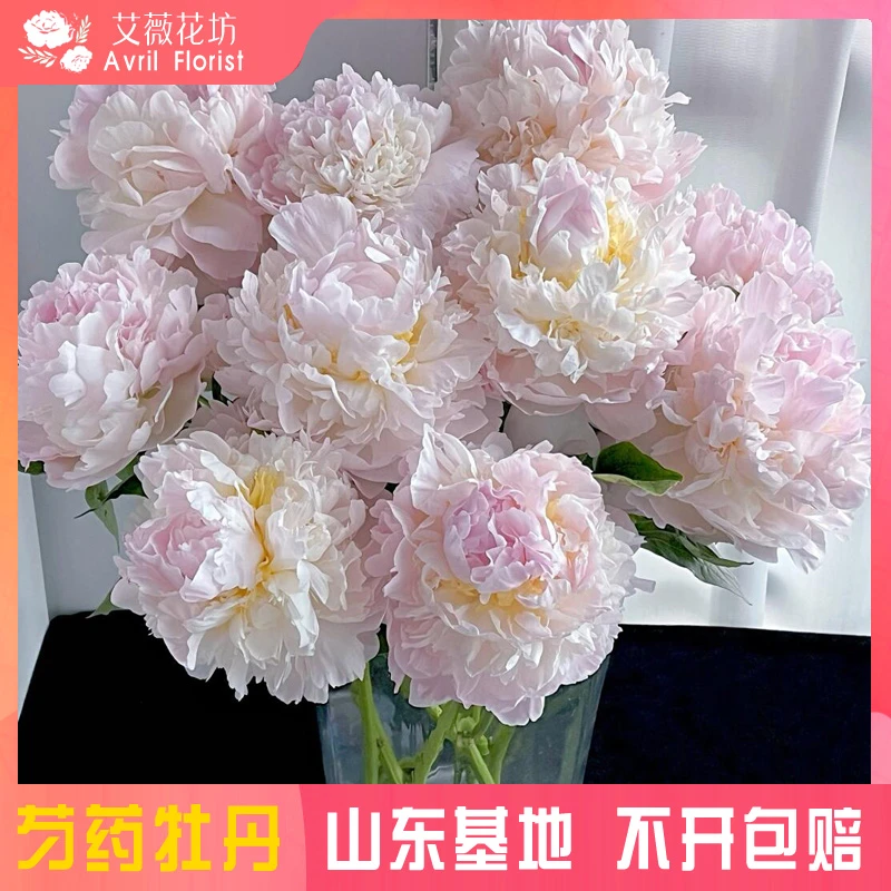 『现货-羞涩女王』芍药鲜花  芍药鲜切花 山东基地直发