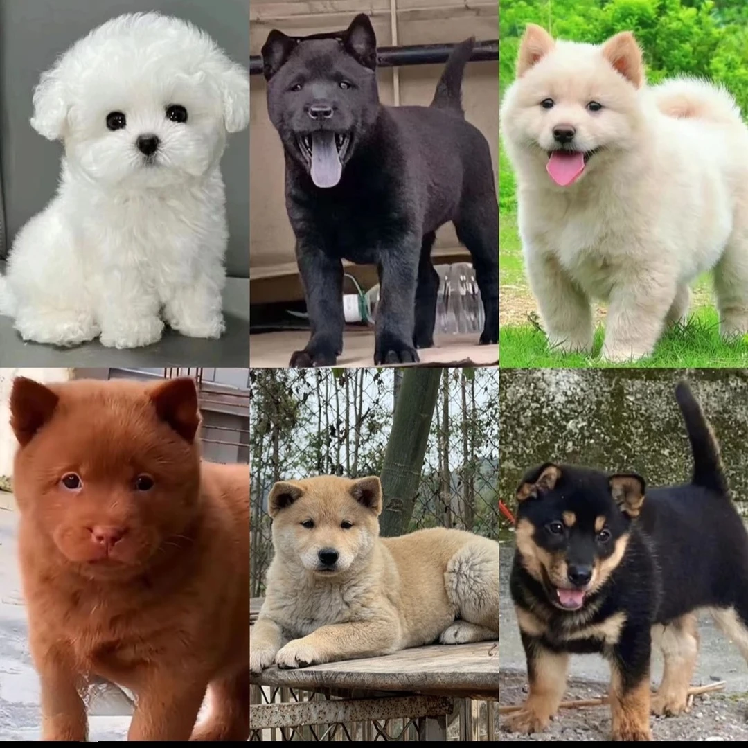 狗狗直播挑选德牧泰迪柯基边牧小狗金毛拉布拉多超萌现货博美比熊