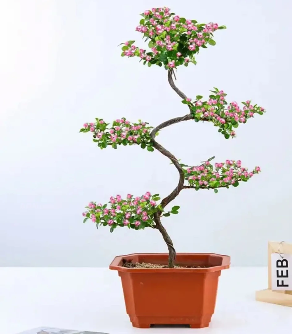 珍珠梅五福临门美丽高大，叶片淋漓尽致