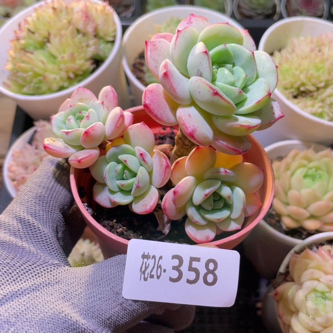 花利美26-358香草