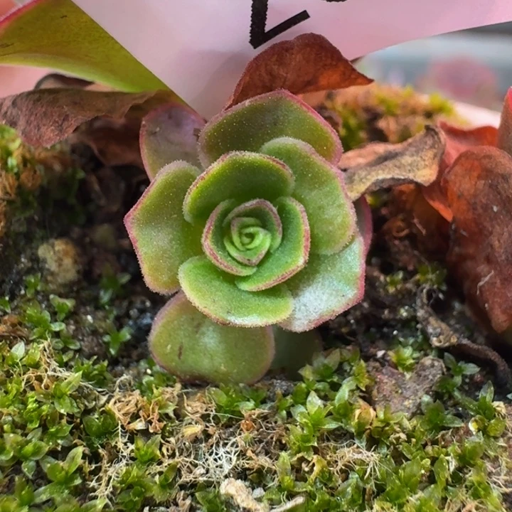 朱071。 若初X各种侧芽