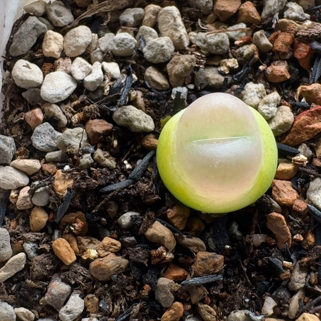 静***～1124-065拉登拉登拉登