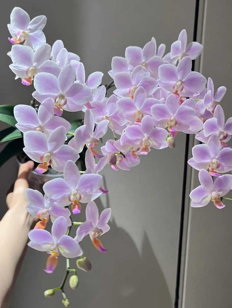 《残雪》蝴蝶兰3.0成熟苗带花剑发货