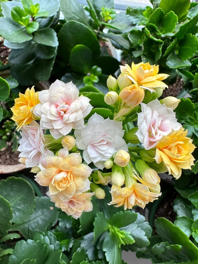 水果糖110杯～长寿花重瓣带花苞四季室内盆栽开花好养