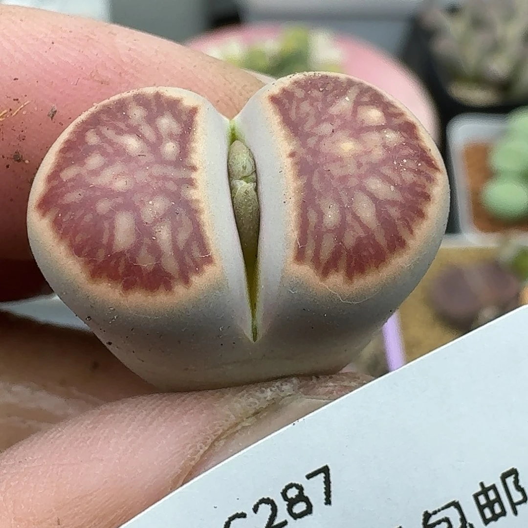 287多肉哈哈哈哈哈哈