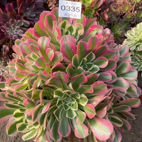 白凤多肉多肉的0335