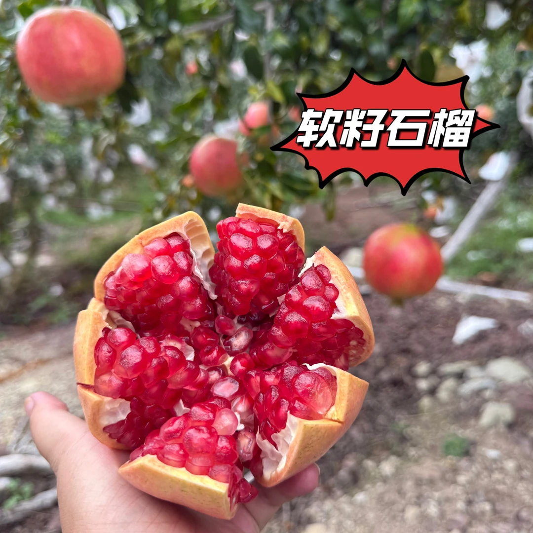 【顺丰京东快递】四川会理应季新鲜突尼斯水晶软籽石榴现摘坏果包赔