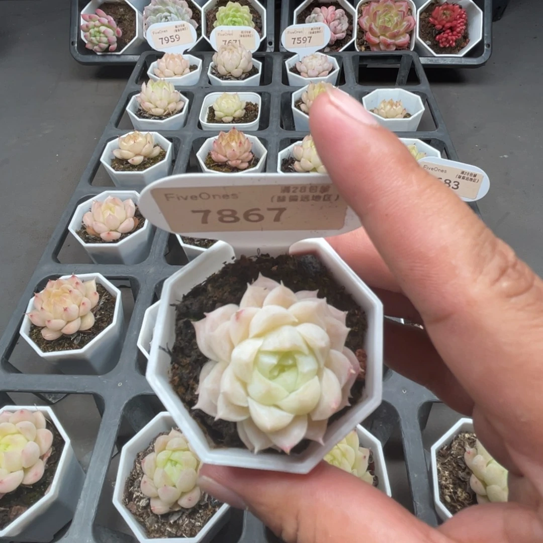 7861  麦秆3.5厘米