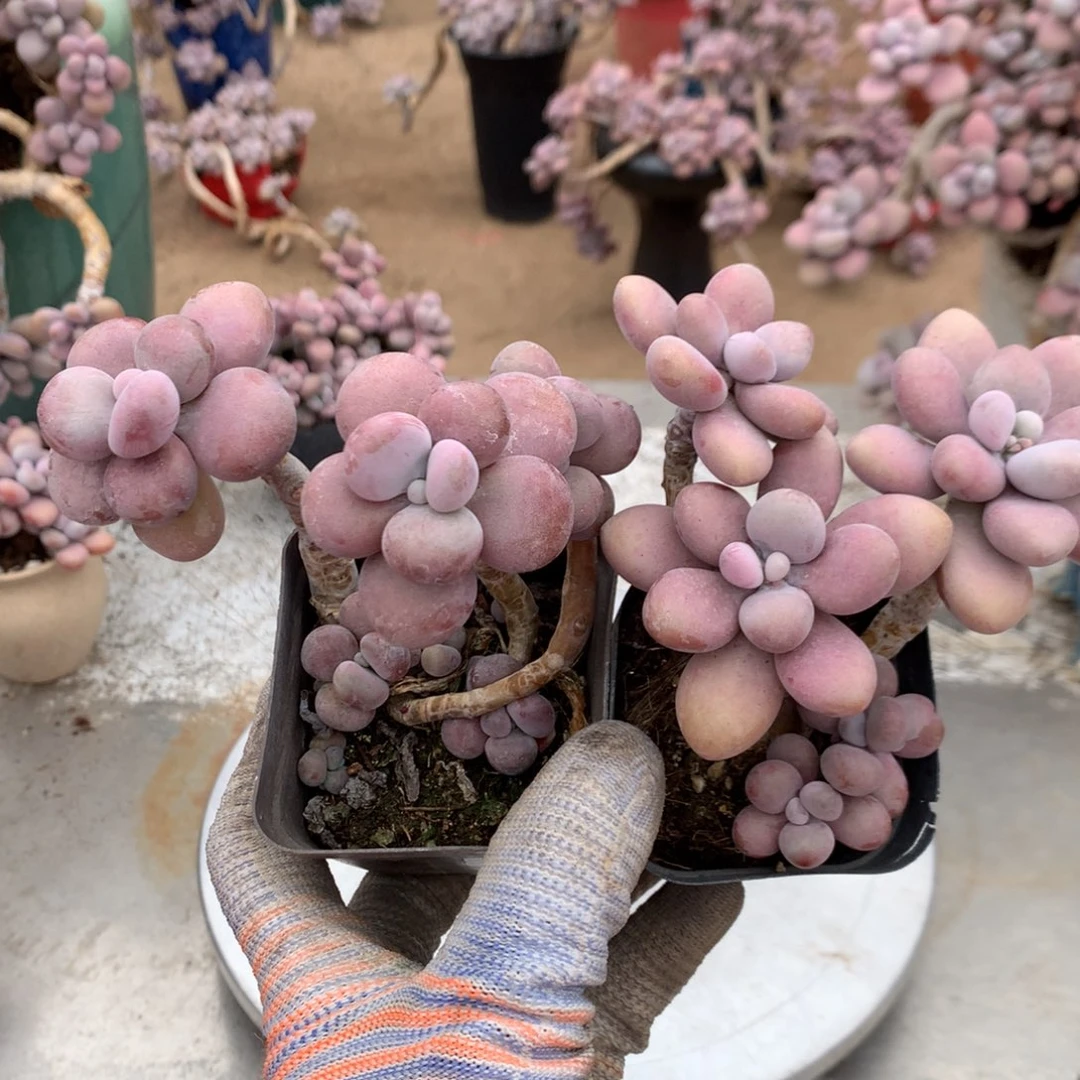 桃蛋老庄不带盆30号