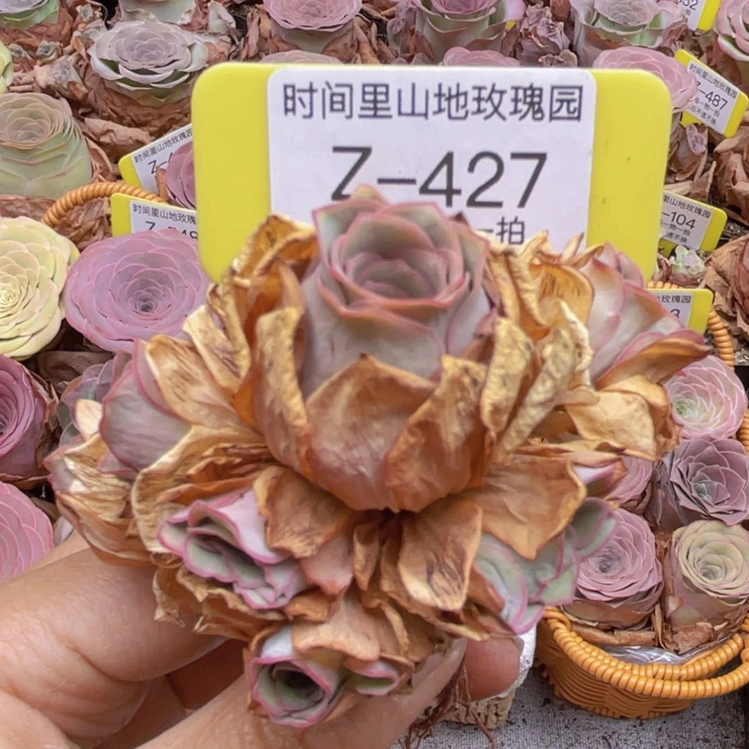 山地玫瑰Z427裸根发货不售后