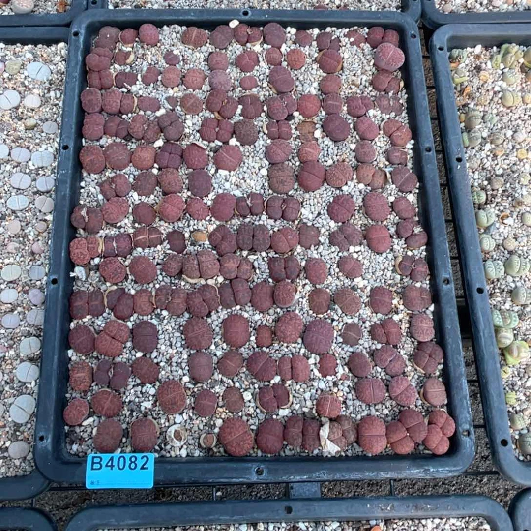 申***40 82紫薰筐不退不换不售后