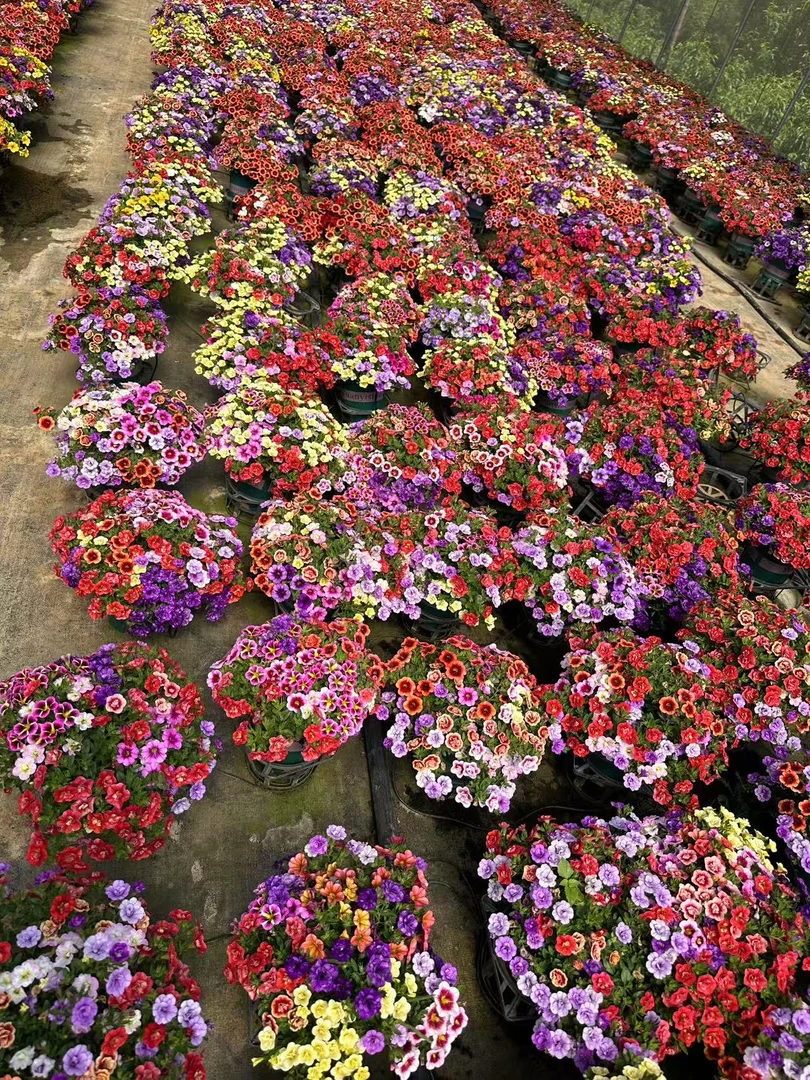 百万小玲舞春花盆栽植物易养开花多适合阳台庭院