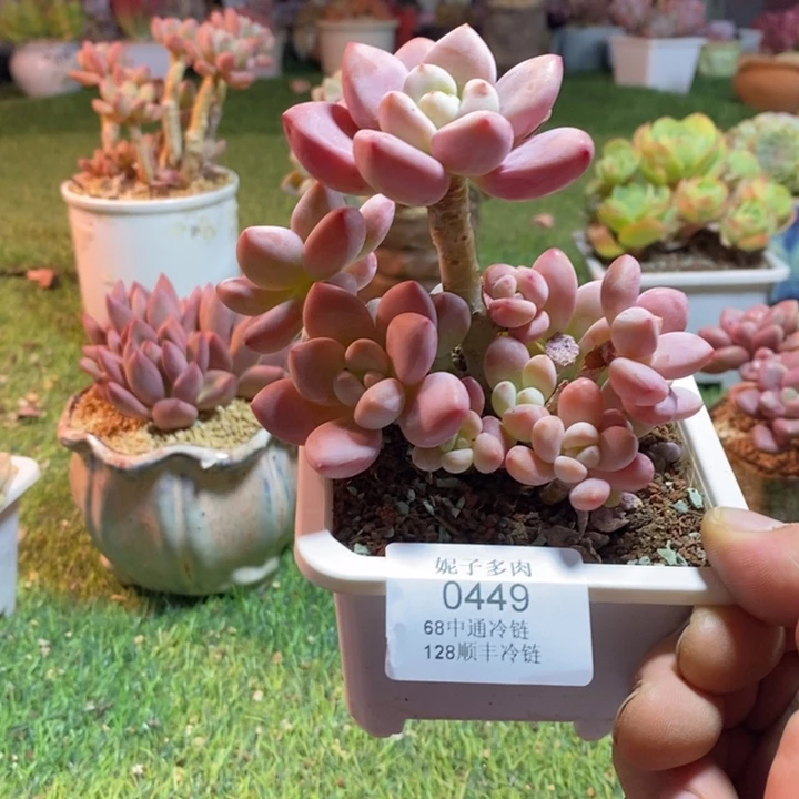 0449啊啊啊啊啊啊啊啊啊啊