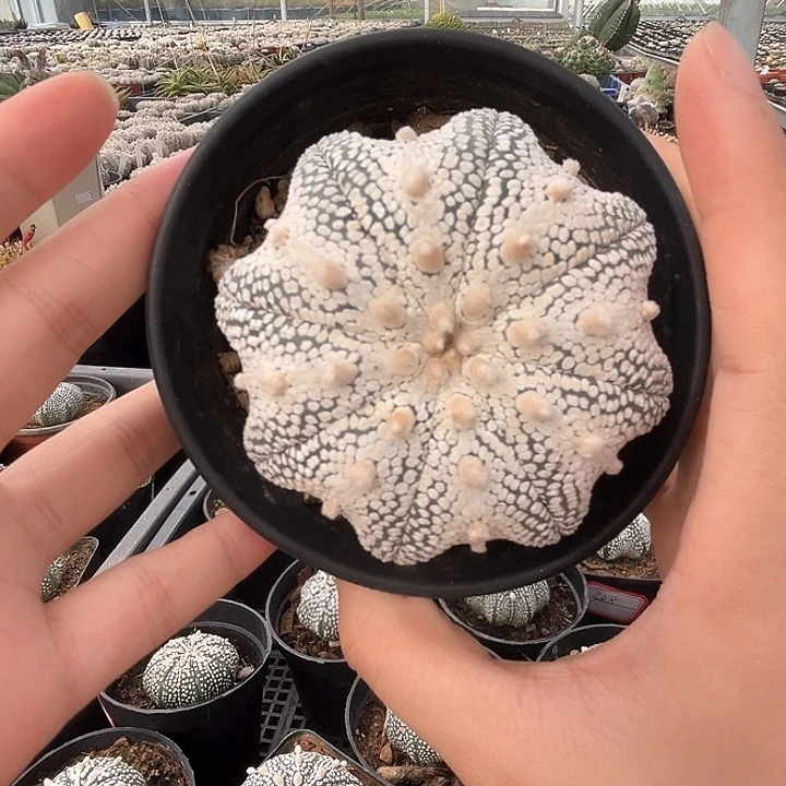 7.9cm奇迹一物一拍