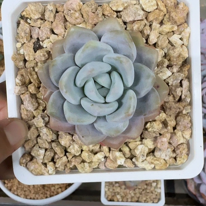 雷拉洛 单头 一物一拍