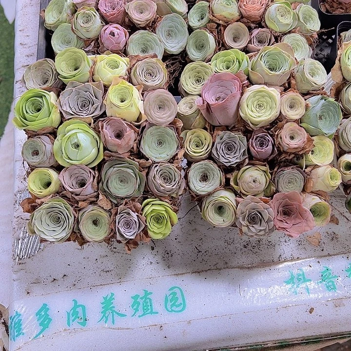 七彩玫瑰23颗到篮子