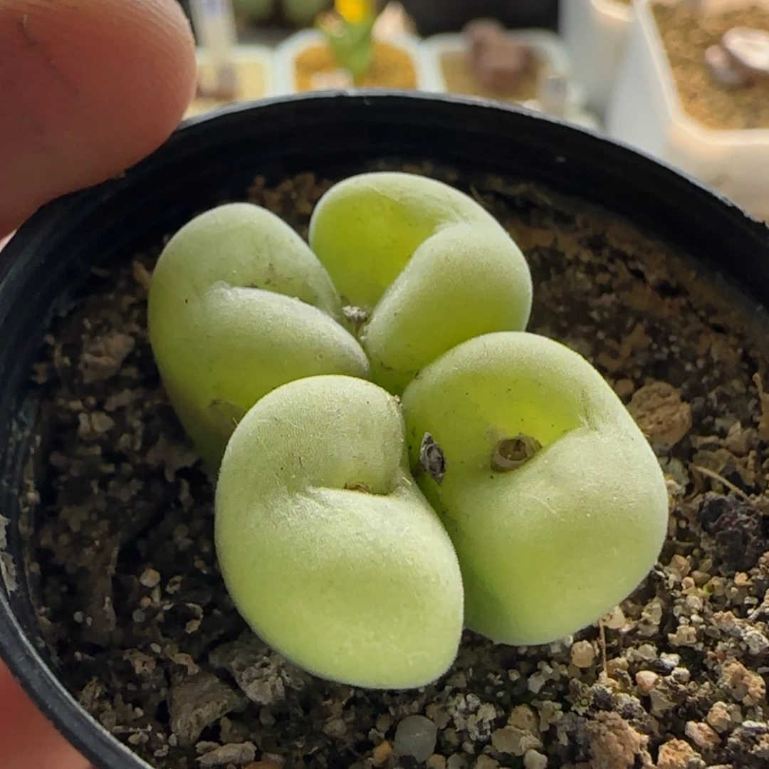 【闪购商品】1145 当天28包邮非偏远