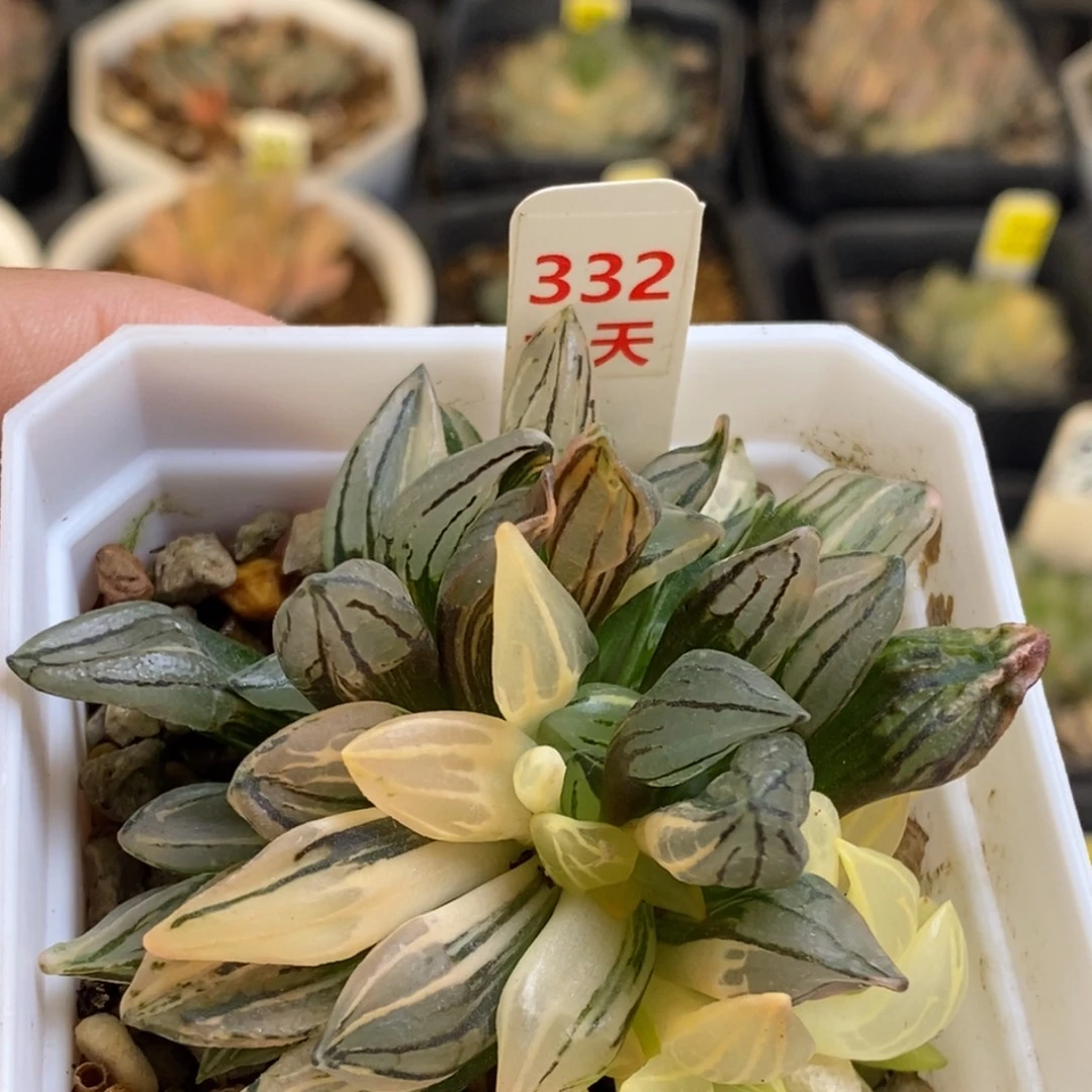 332号西瓜锦多肉植物