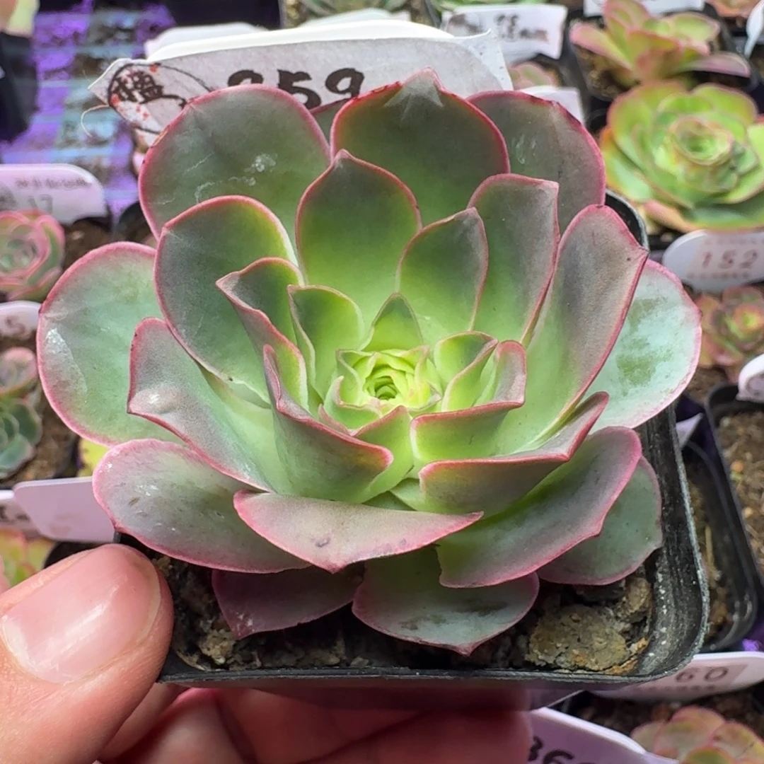 楹楹-959-冠幅  6CM
