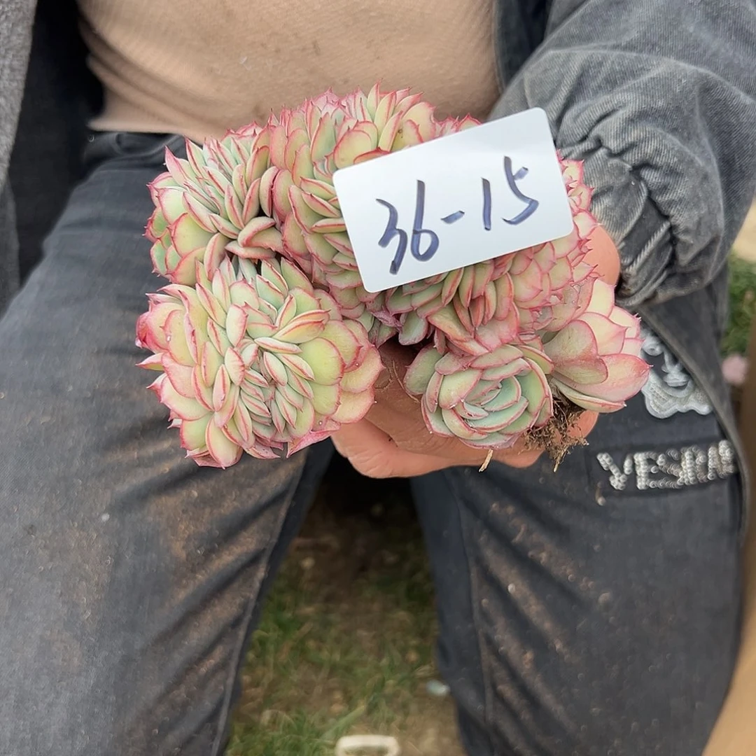 ?****?36-15牡丹亭缀多肉