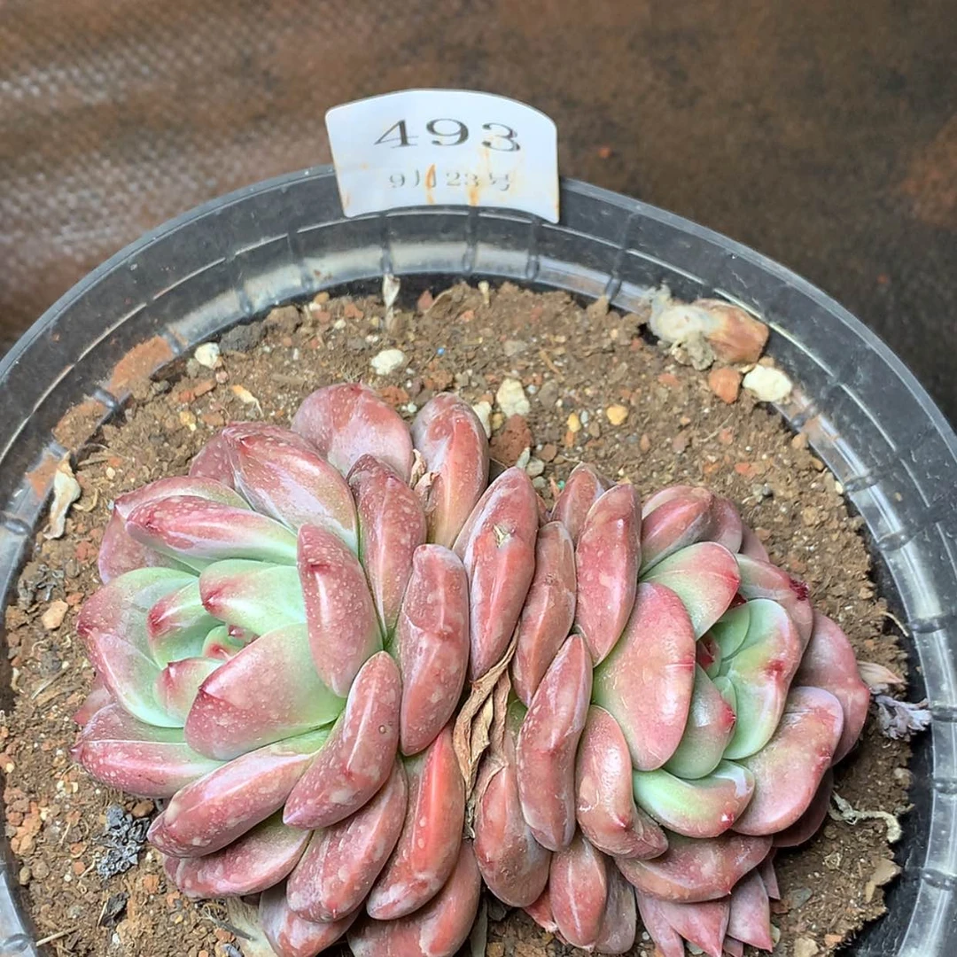 【闪购商品】云493号