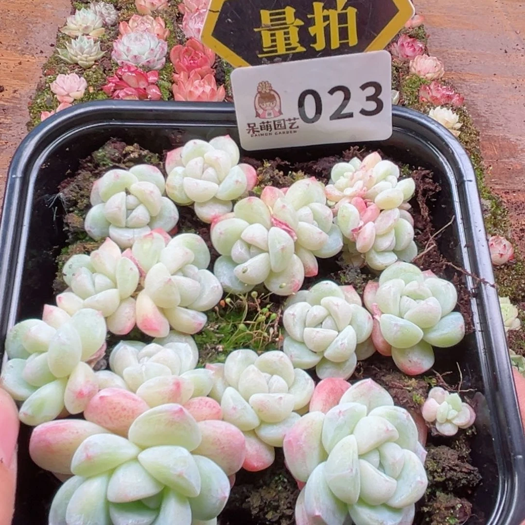 多肉植物多肉植物