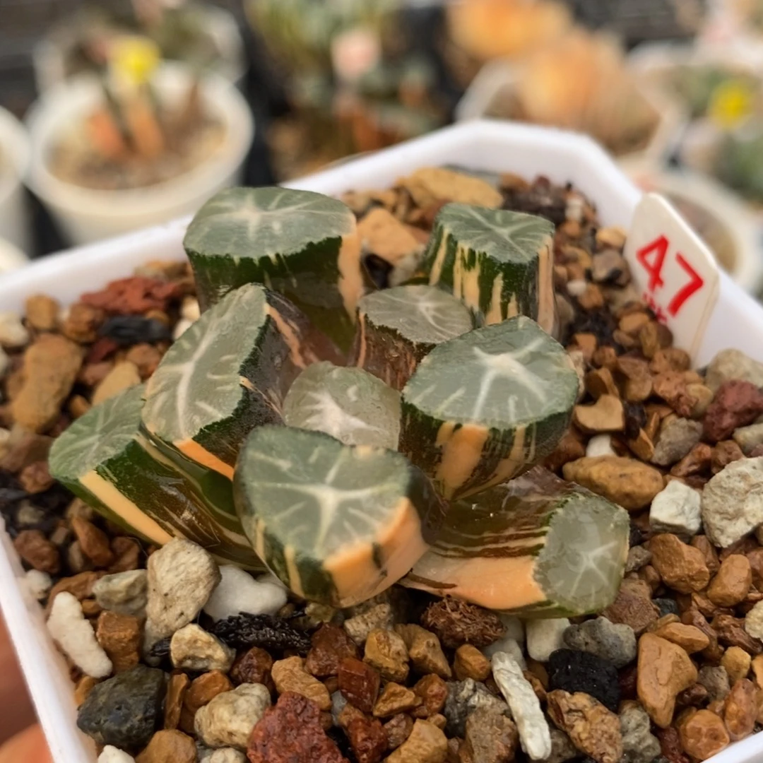 47玉龙万象锦一物一拍