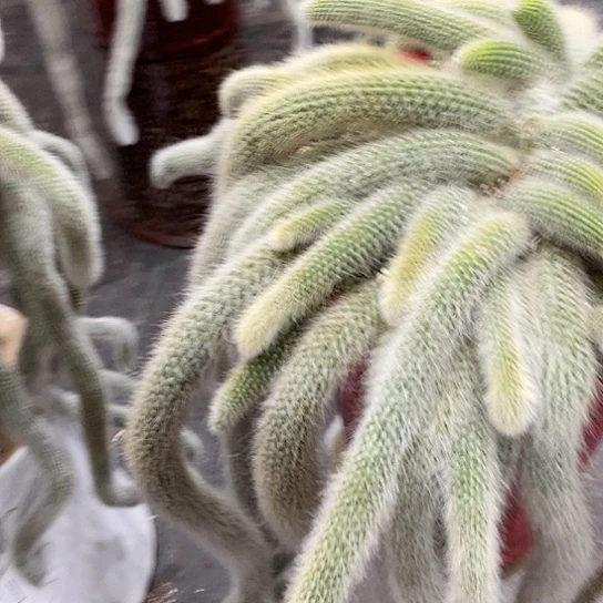 爱**言九尾狐188一棵的