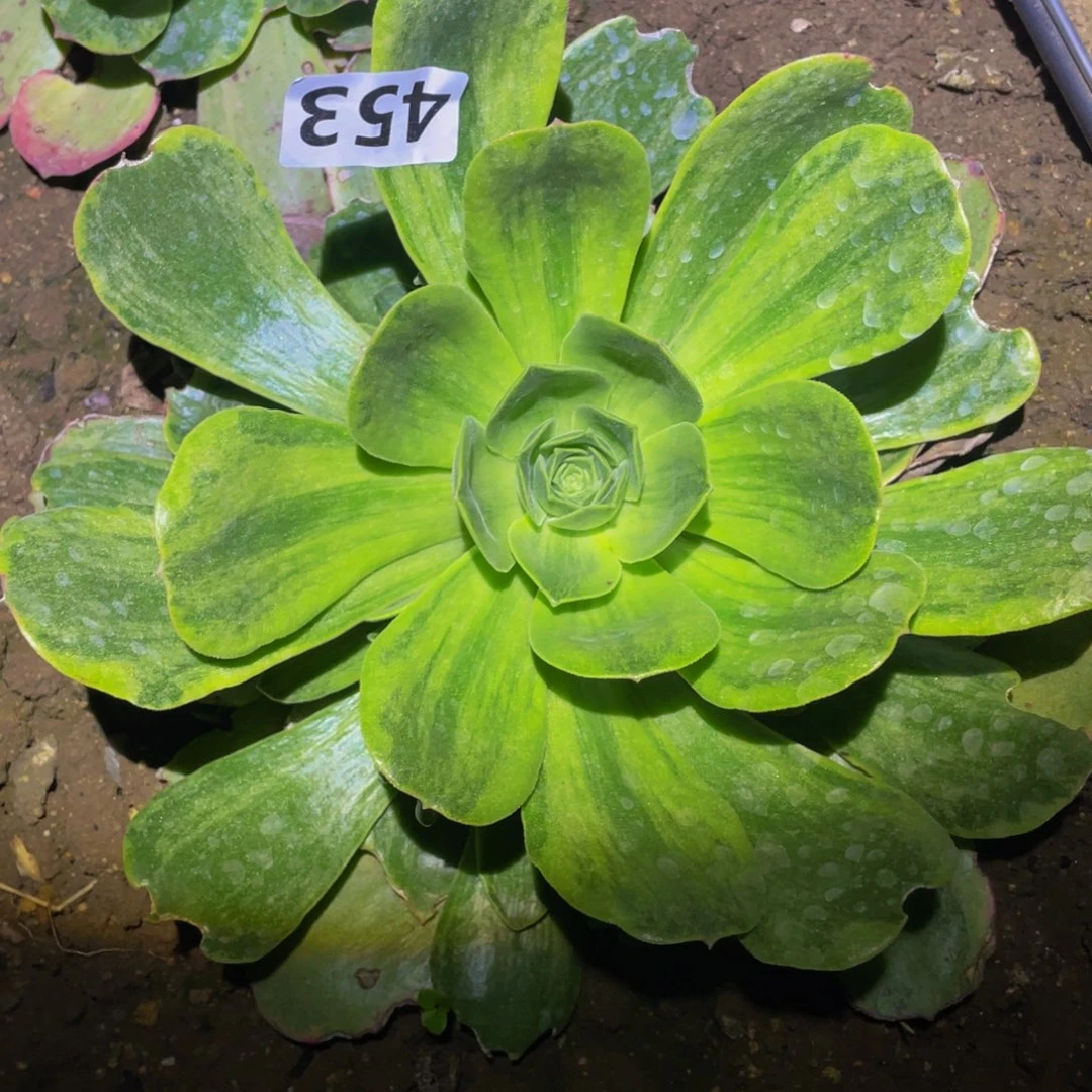玉龙雪山多肉植物453
